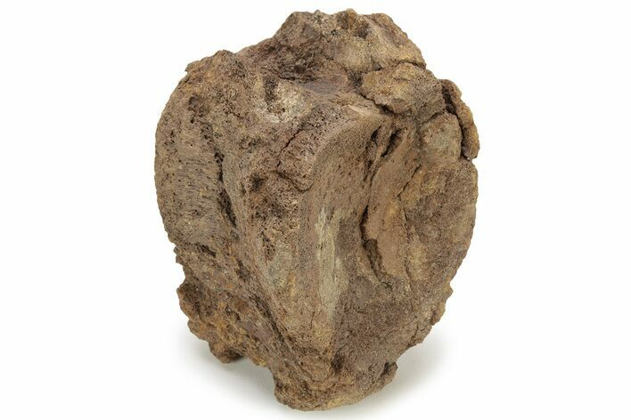 Bargain, Hadrosaur (Edmontosaurus) Vertebra - Wyoming #229731